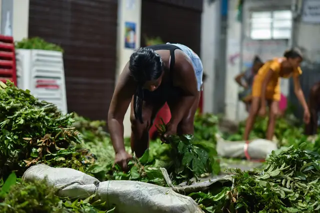 Imagem de Documentário baiano destaca a economia das folhas sagradas no PANAFRO FEMADUM 2025